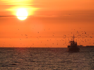 fishing boat returns with fish accompanied by seagulls at sunset