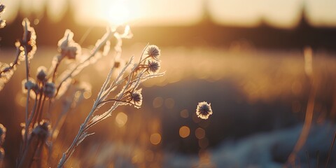 defocused view of dried wild flowers and grass in a meadow in winter or spring оr fall in the bright golden rays of the sun with lens flare and highlights on a helios lens blurred background of sky