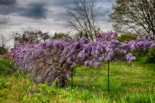 Glicine in fiore