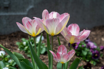 Obraz na płótnie Canvas Closeup of tulip flowers