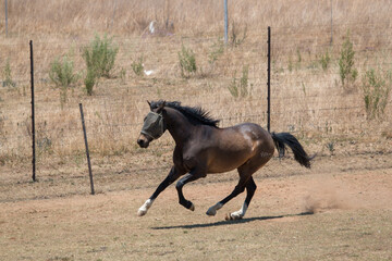 Horse in the camp 15