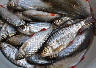 Freshly caught roach (Rutilus rutilus)