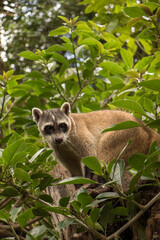 Mapache en árbol