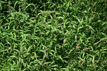 Ruisseau de Feu on north shore of montreal