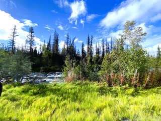 Landscape of trees and shrubs in Autumn colors of nature near Anchorage, Alaska - 593064952