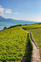 View in Lavaux