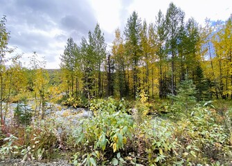 Landscape of trees and shrubs in Autumn colors of nature near Anchorage, Alaska - 593065399
