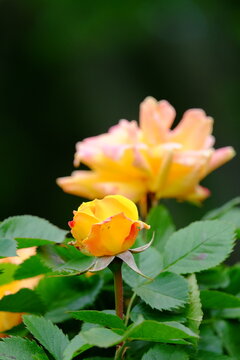 L'hay-Les-Roses Images – Browse 21 Stock Photos, Vectors, and Video
