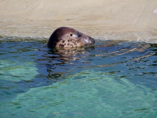 Obraz premium Seehund im Wasserbecken in Friedrichskoog