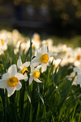 White daffodil flower, daisy, white and yellow plant, springtime flowers bulbs, nature, outdoors wildlife wallpaper petals and leaves, beautiful