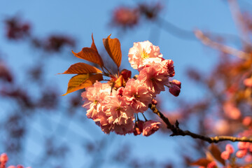 Pink blossom flowers blooming Spring time floral background pattern close up gardening summer, pretty flower plants