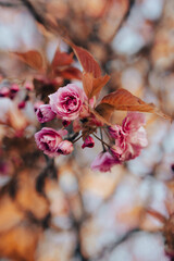 Pink blossom growing on a tree in Spring