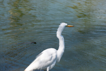 white bird in duck pond at the park on a warm day in April