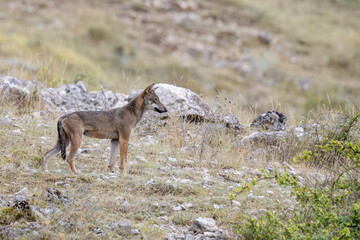 Naklejka na ściany i meble Young wolf in Abruzzo, Lazio , Molise National Park.