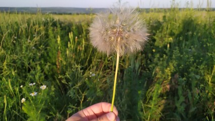 Fluffy dandelion picked in a field. Hand holds dandelion