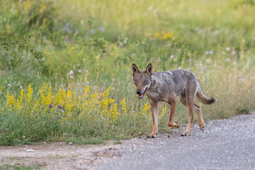 Fototapeta premium Female Apennine wolf on the road in Gran Sasso National Park.