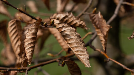 Dry brown leaves on trees