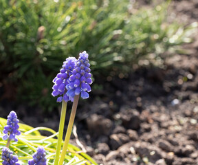 Purple flowers in the spring garden