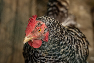 close up of a hen