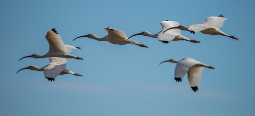 Nature's Patterns: A flock of American White Ibis streak across a clear blue sky in Saint Marys, Georgia.