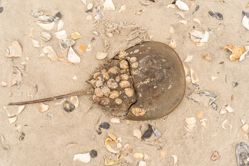 Fototapeta na wymiar Close-up of Horseshoe Crab (Limulidae) that washed up on Jersey Shore