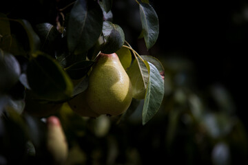Detalhe de fruta neste caso uma pera na arvore em estado de maturação.