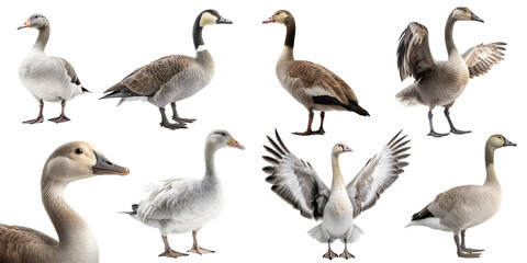 Goose set over png background created with Ai technology