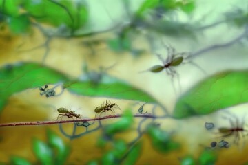 Naklejka premium Ants on leaves in a blurred abstract background in Bojong Danas after a storm. Generative AI