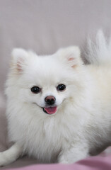 a white Pomeranian puppy, a cute pet, a happy smile in the house. Pomeranian lies looking and smiling.