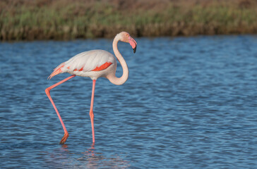 Flamencos en el delata del Ebro, Tarragona, España