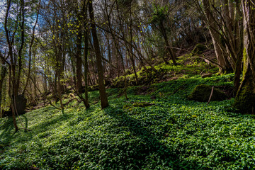 Forest of Dean trees