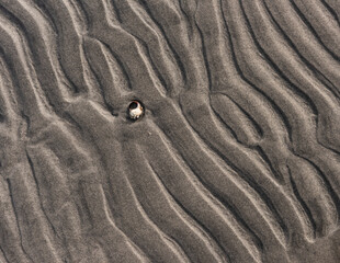 Wavy pattern of sand on a beach with a lonely shell.
