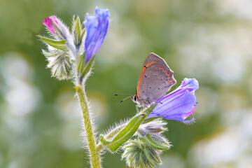Spotted Copper Butterfly (Lycaena phlaeas) on plant