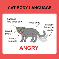 Cat body language behavior angry signals. Card with information for veterinarian or education ready for print