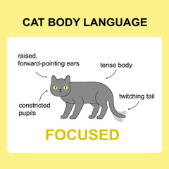Cat body language behavior focused signals. Card with information for veterinarian or education ready for print