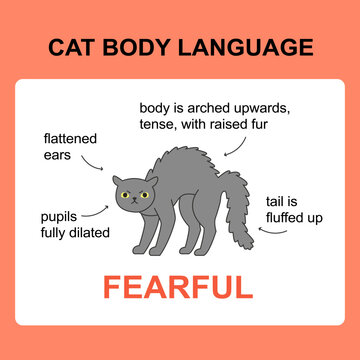 Cat Body Language Behavior Fearful Signals. Card With Information For Veterinarian Or Education Ready For Print