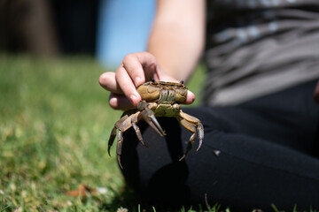 young Girl holding a 1 claw common brown crab at a dam during a fishing trip. taken at a shallow depth of field with lots of detail. Scary and creepy animal