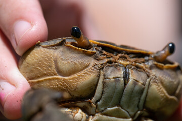 young Girl holding a 1 claw common brown crab at a dam during a fishing trip. taken at a shallow depth of field with lots of detail. Scary and creepy animal