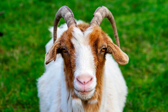 Goat on the meadow