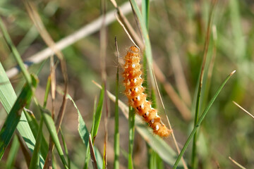 Beautiful fluffy caterpillar on a leaf of green grass.