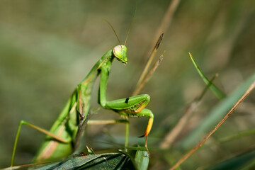 Insect, large praying mantis in the grass, macro photography.