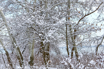 Winter landscape, trees covered in white snow.