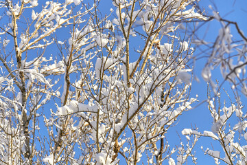 Tree branches in winter under white snow against a blue sky.