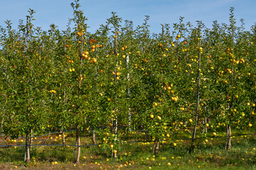 Fototapeta na wymiar Orchard, ripe apples on trees in the garden.