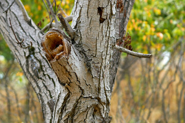 A broken branch of an old dry tree.
