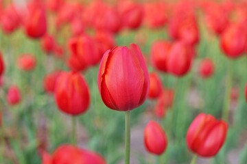튤립, flower, 봄, 튤립, 네이처, 뜰, flower, red, 분홍, 들판, 미, 블로섬, 식물,...