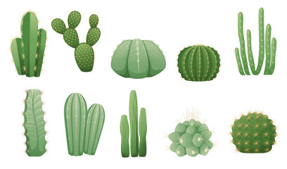 Set of green exotic desert cactus with thorns decorative plant vector illustration isolated on white background