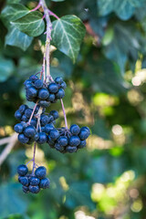 Ivy berries: shrub species, evergreen lianosa, which we can easily find in its natural state.