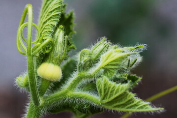 Feuillage de printemps avec son bébé citrouille