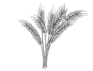 Outline sketch of wheat spikelets with ears grain and stem vector illustration on white background